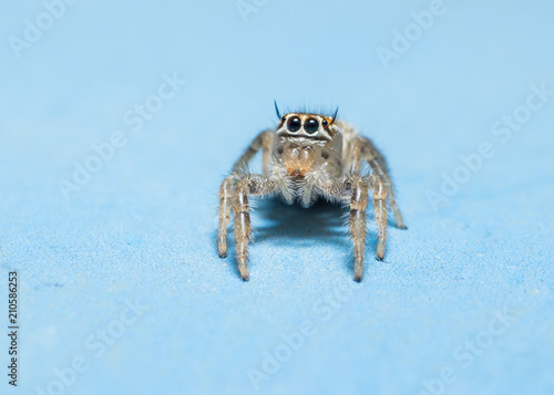 jumping spider isolated on blue background