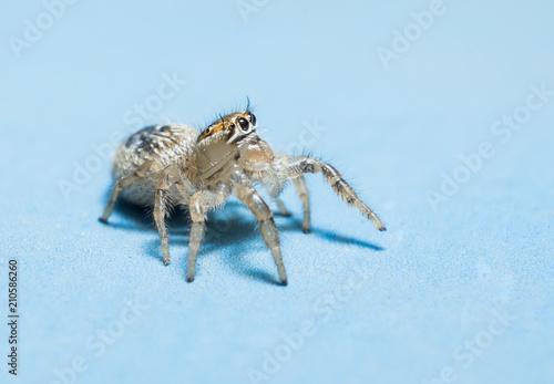 jumping spider isolated on blue background