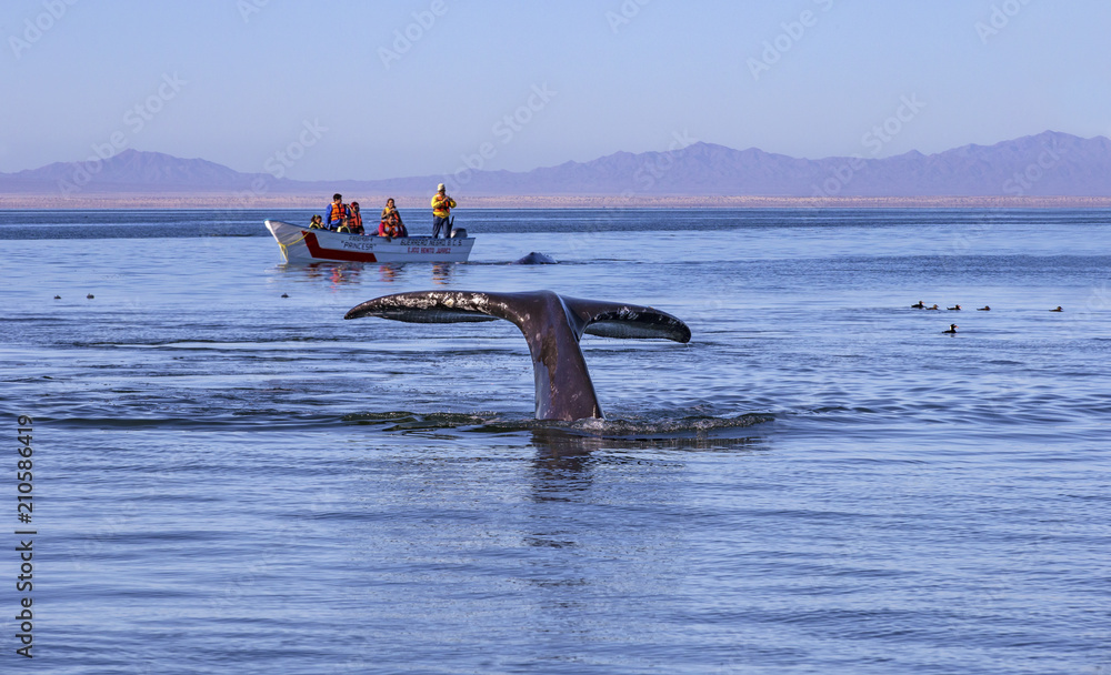 Fototapeta premium Obserwowanie wielorybów w lagunie Ojo De Liebre, Baja California Norte w Meksyku
