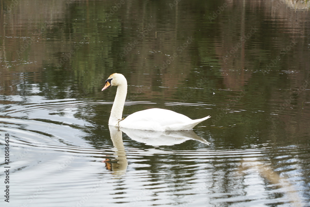 Naklejka premium swans on a pond