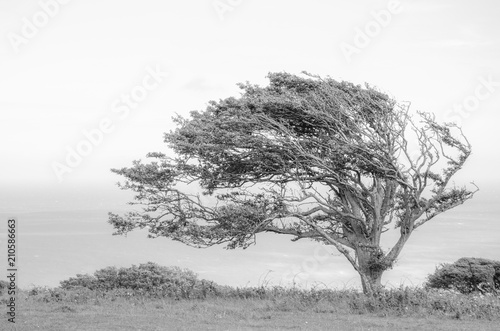 Εκτύπωση καμβά Windswept Tree