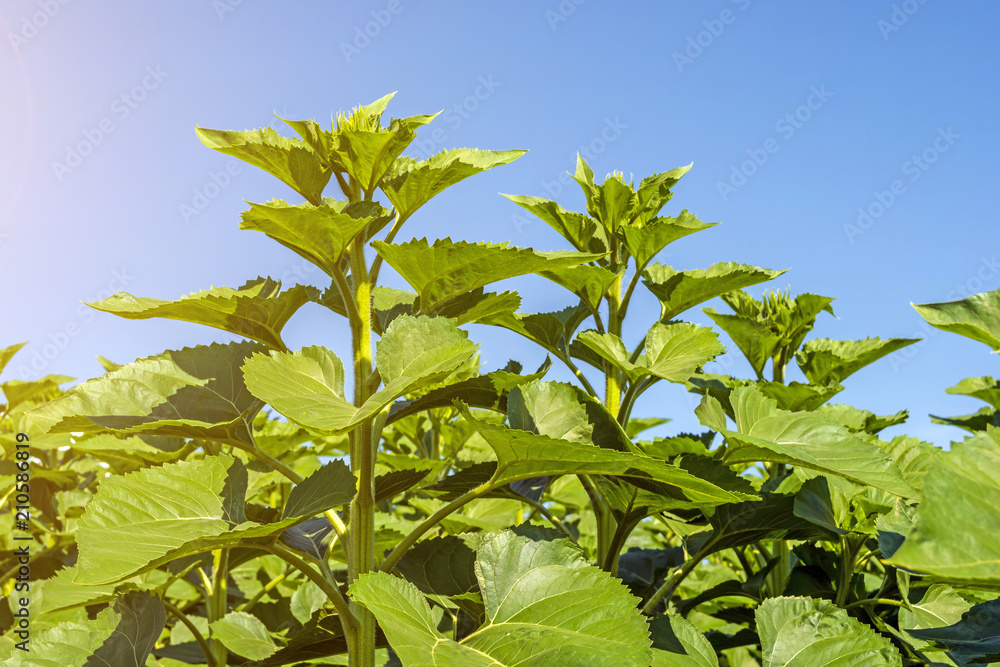 sunflower in the phase of the formation of the cap, on the field, on a sunny day sunflower in the phase of the formation of the cap, on the field, on a sunny day