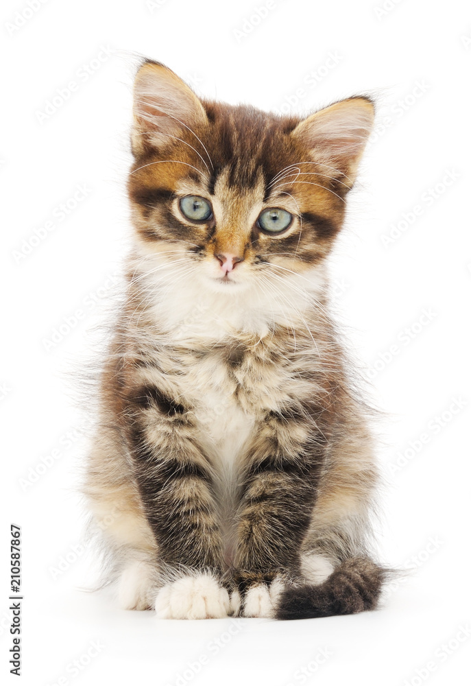 Kitten on white background. Kitten on white background.