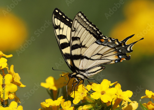 Eastern Tiger Swallowtail (Papilio glaucus) nectaring on Hoary Puccoon - Pinery Provincial Park, Ontario, Canada photo