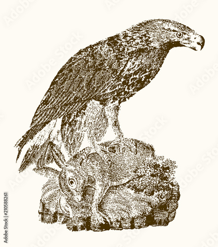 Juvenile golden eagle (aquila chrysaetos) with a captured rabbit sitting on a rock. Illustration after a vintage engraving from the 19th century