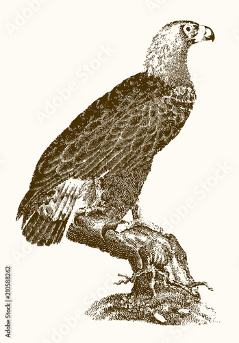 Golden eagle (aquila chrysaetos) in side view sitting on a tree. Illustration after a historical engraving from the 19th century