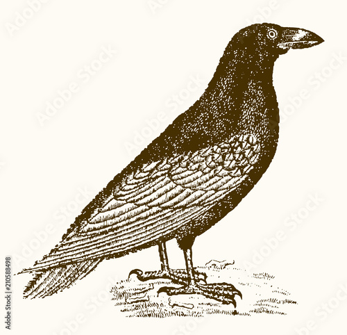 common raven (corvus corax) in profile view sitting on the ground. Illustration after a vintage engraving from the 19th century