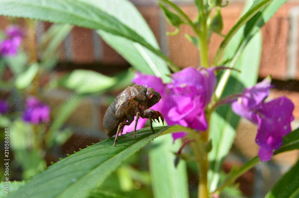 Fototapeta premium cicada
