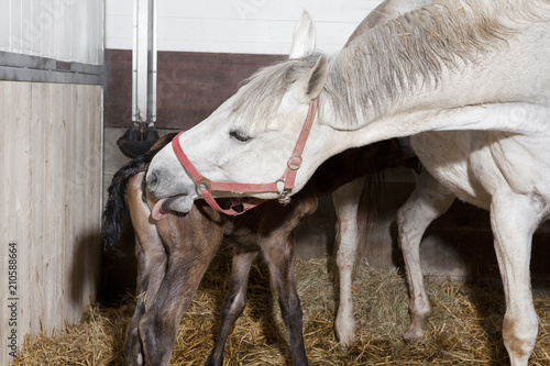 Fototapeta Naklejka Na Ścianę i Meble -  Foal is cleaned
