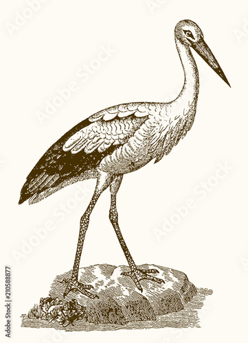 White stork ciconia standing on a rock. Illustration after vintage engraving from 19th century