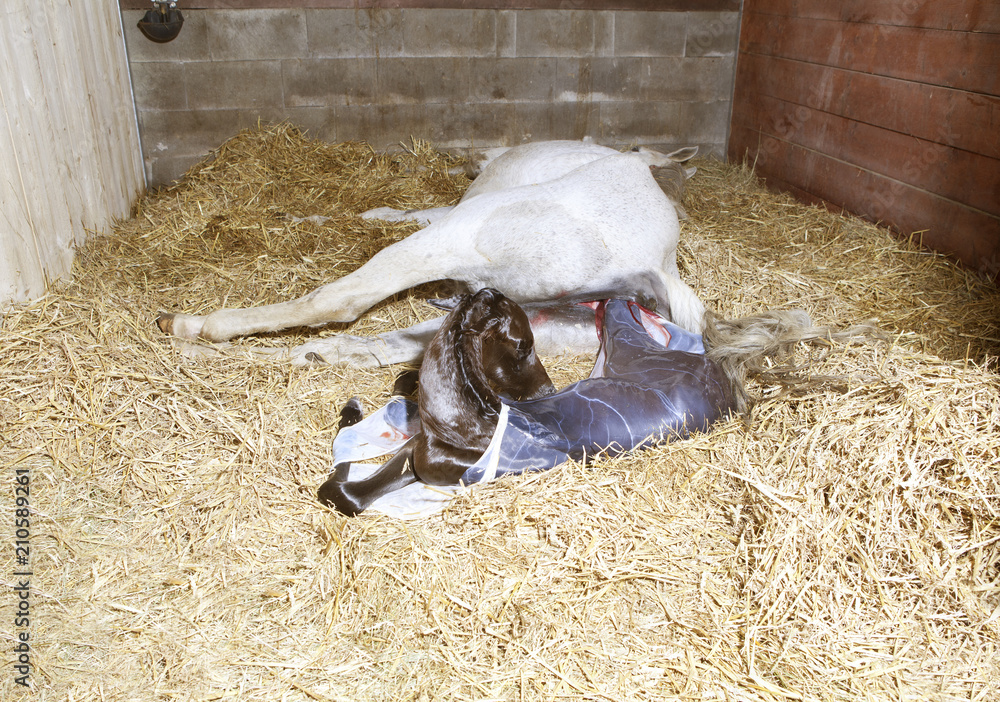 Fototapeta premium Foal birth Mare foals