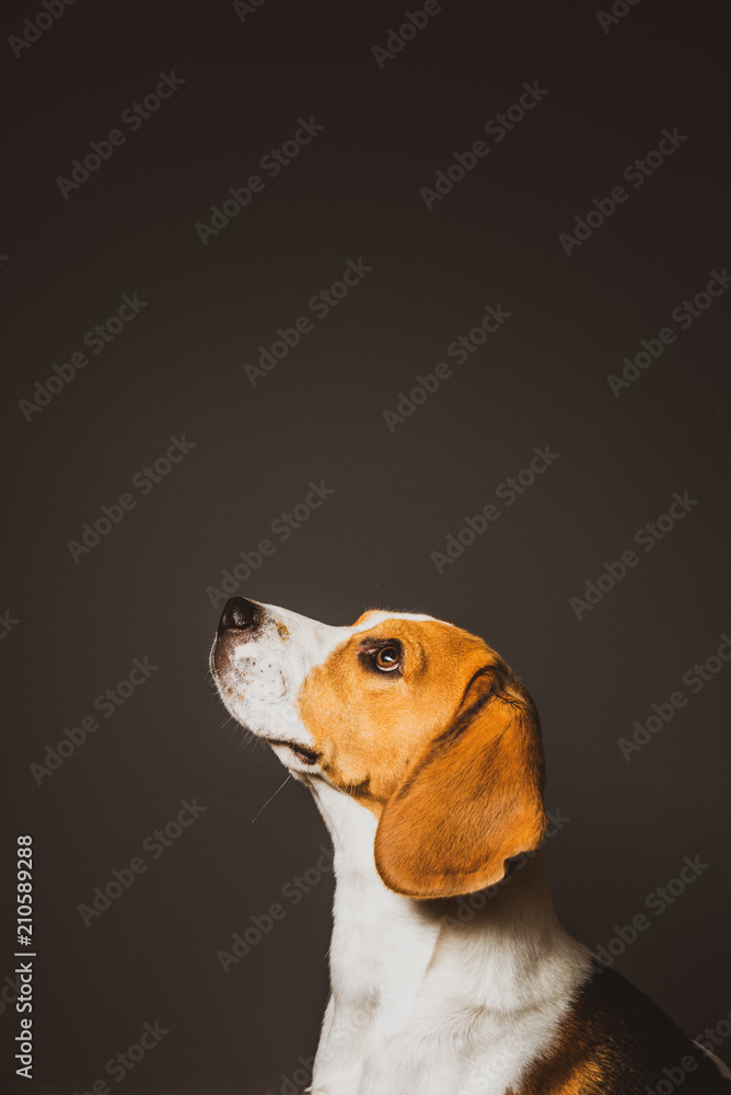 Beagle dog on a grey background head in bottom of the screen