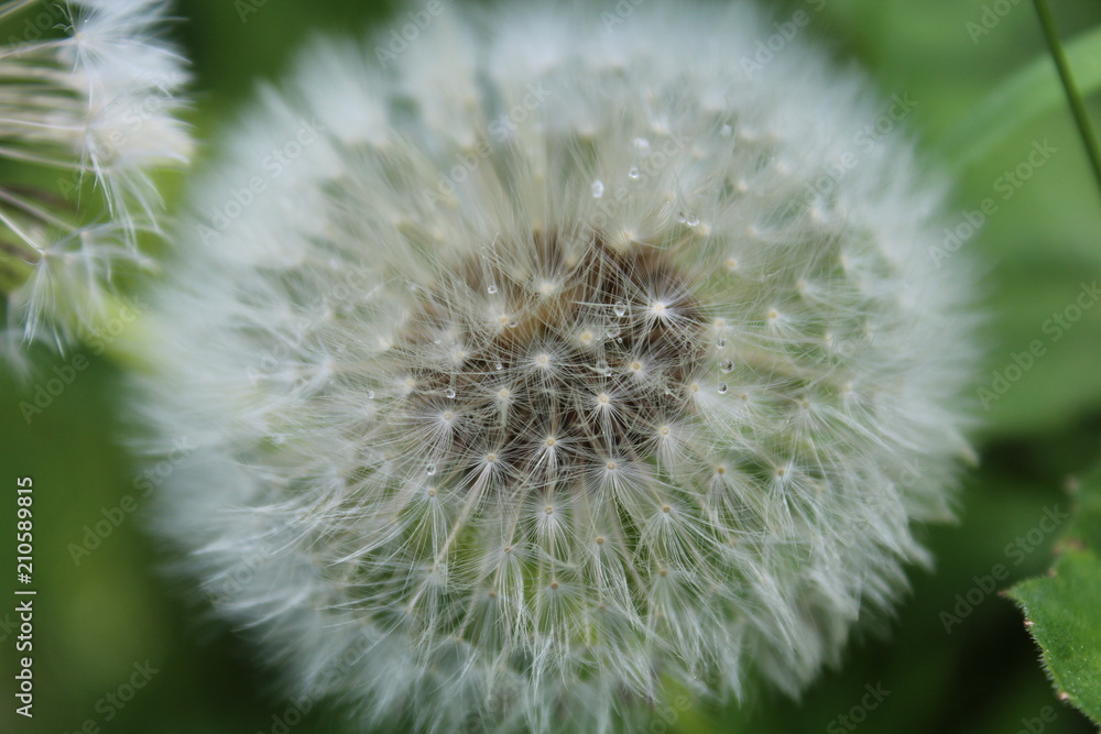 Fototapeta premium Pusteblume