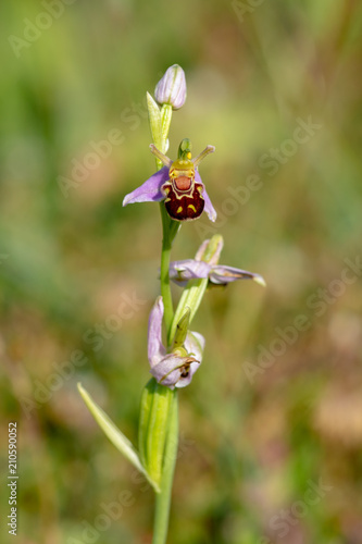 Wild Bee Orchid flower - Ophrys Apifera © Anders93