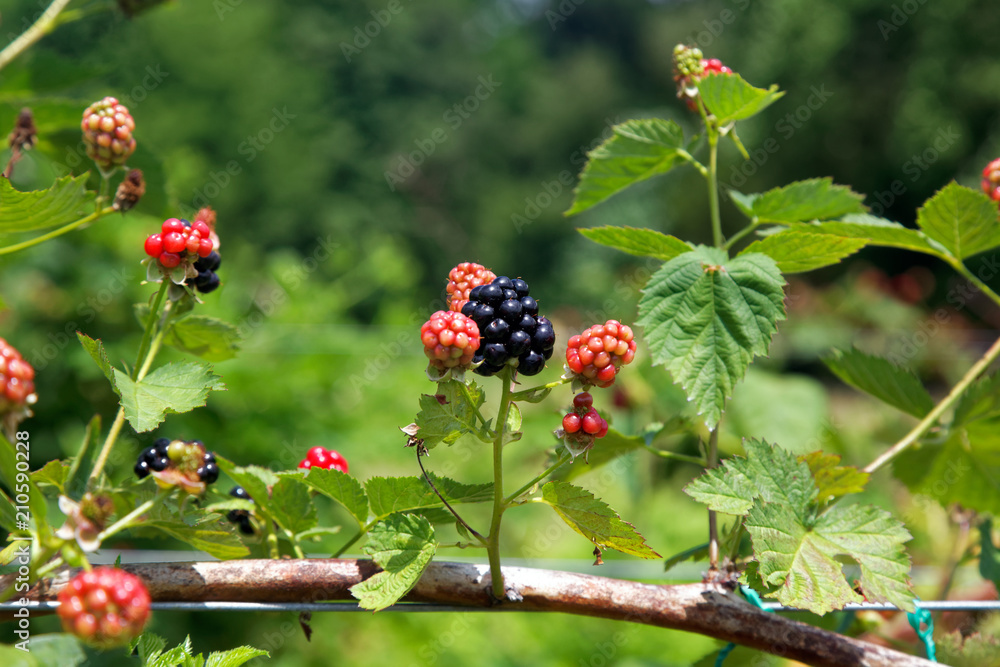 Ripe and ripening summer blackberries on branch. Ripe and ripening summer blackberries on branch.