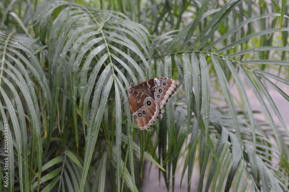 Butterfly in the garden Butterfly in the garden