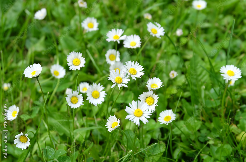 Green lawn with summer daisies Green lawn with summer daisies
