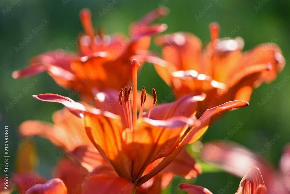 Flower  lily garden