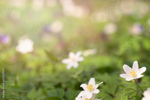 Fototapeta Naklejka Na Ścianę i Meble -  First spring forest flowers.