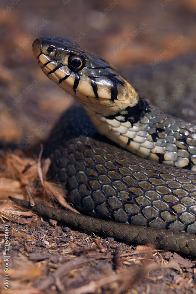 Snake Snake