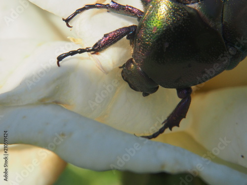 Chafer. The insect eats the white petals of a rose. Macro mode.