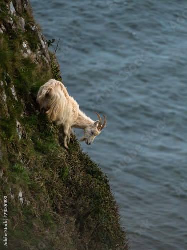 Brave mountain goat on side of cliff with water in background photo