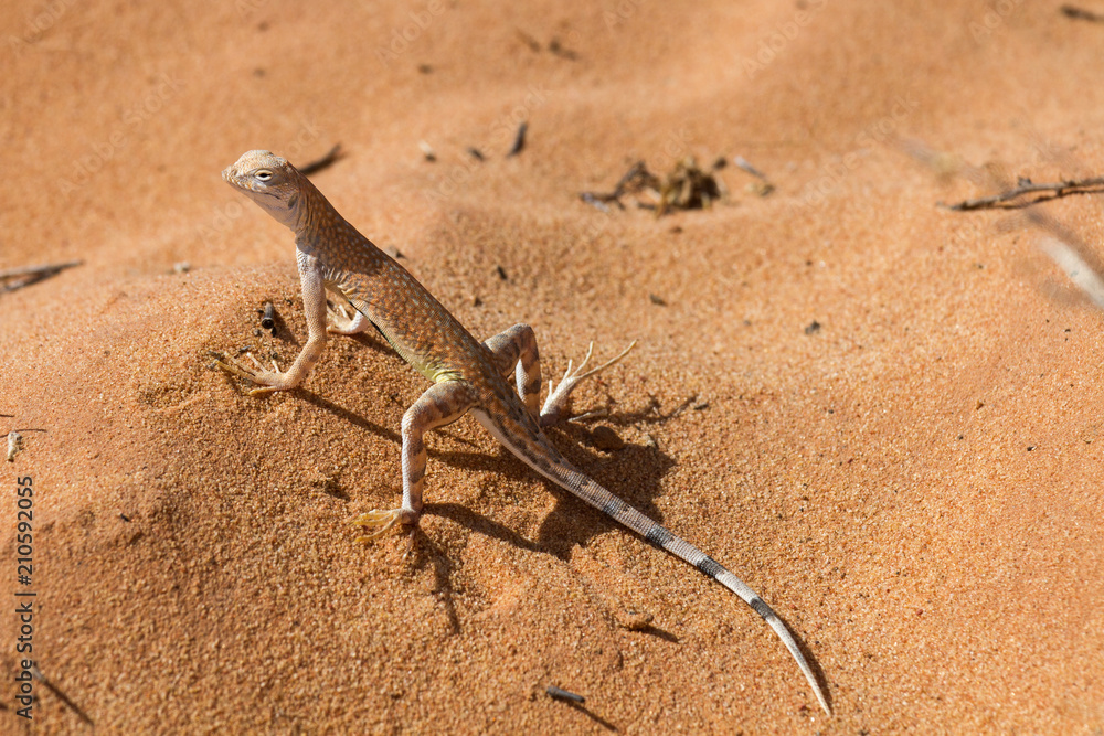 Great Basin Whiptail 5