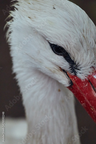 Stork