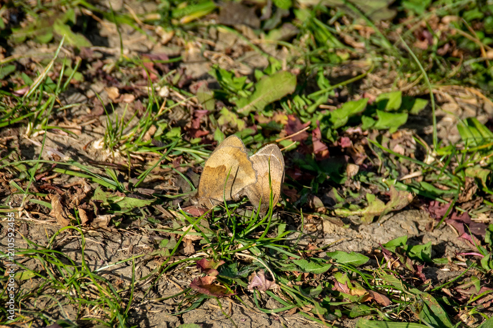 Obraz premium Pair of meadow brown butterflies mating on the forest floor