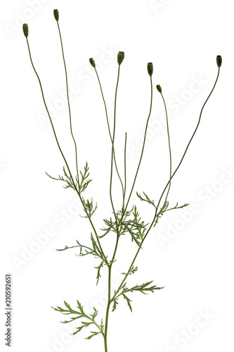 Fototapeta Naklejka Na Ścianę i Meble -  Leaf of peony flower, lat. Paeonia, isolated on white background