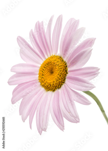 Flowers of pyrethrum  isolated on white background