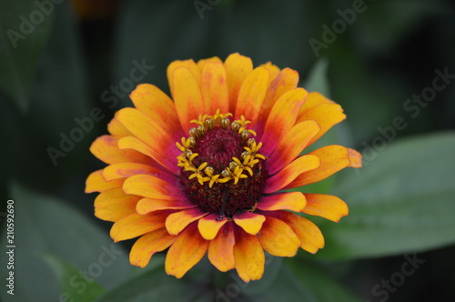 Zinnia flower in the garden