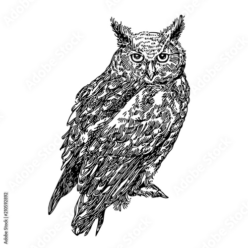 Long-eared owl. Sketch. Engraving style. Vector illustration. photo