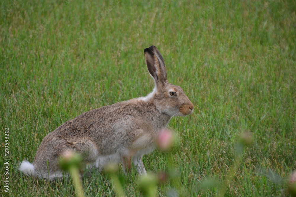 Jack Rabbit Jack Rabbit