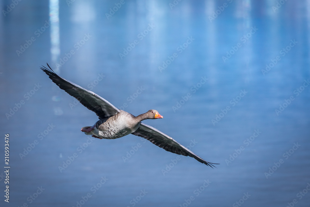 Obraz premium Wildgans