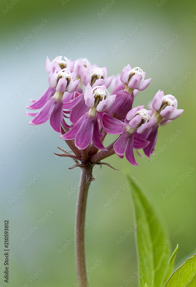 Swamp Milkweed