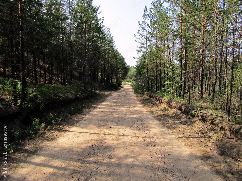 The forest road goes off into the distance/Forest road goes into the distance in the infinity of beautiful nature and the freedom of the inhabitants and living creatures living in it The forest road goes off into the distance/Forest road goes into the distance in the infinity of beautiful nature and the freedom of the inhabitants and living creatures living in it