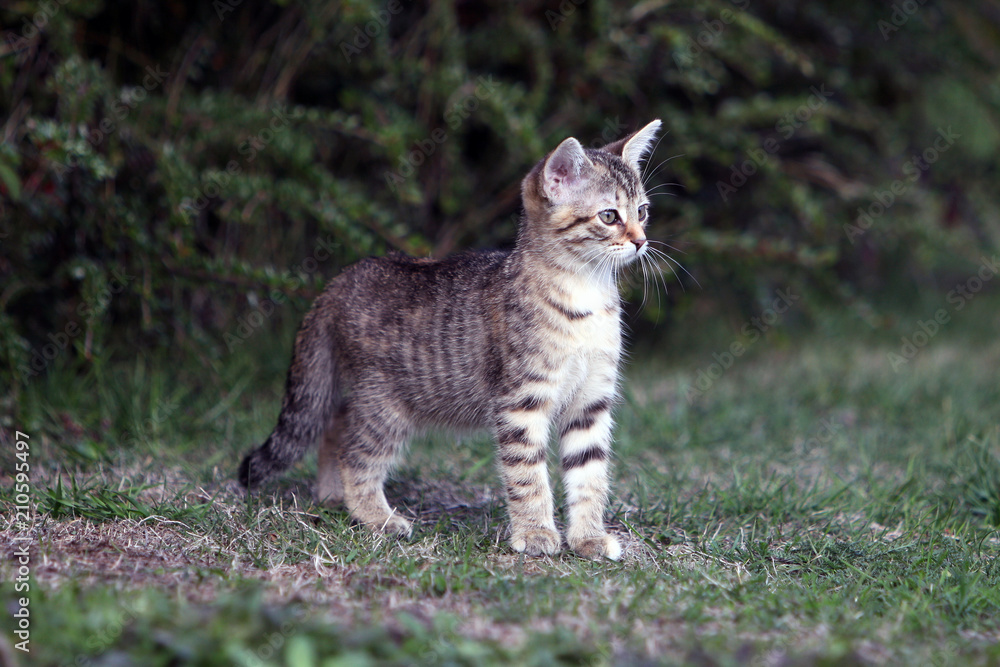 Small gray striped european shorthair cat plays in the garden
Small gray striped european shorthair cat plays in the garden