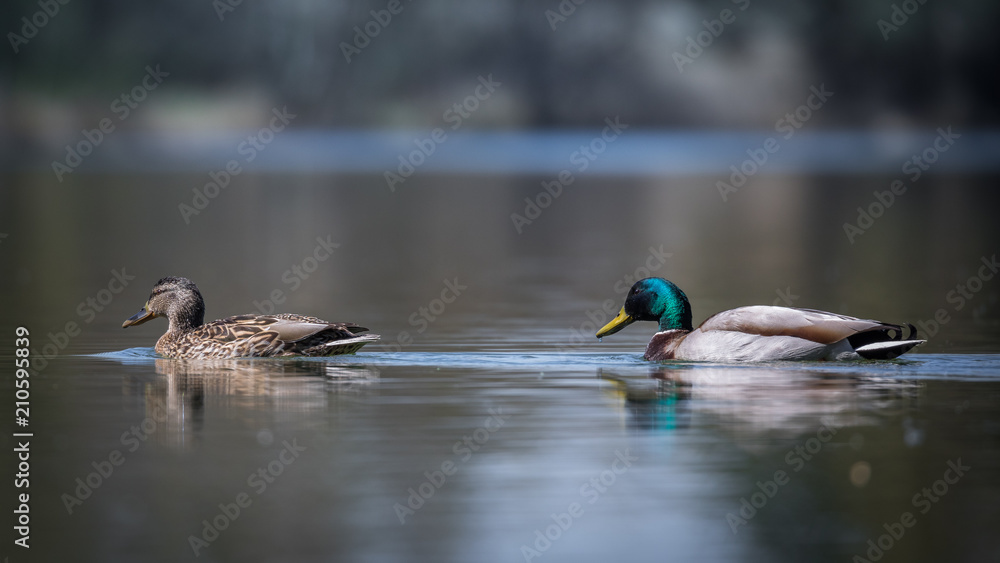 Stockenten Stockenten