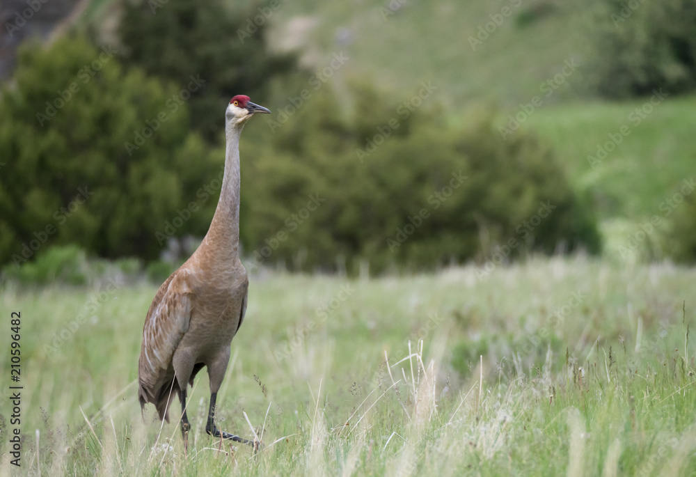 An Adult Sandhill Crane Standing in a Field Startled by the Camera An Adult Sandhill Crane Standing in a Field Startled by the Camera