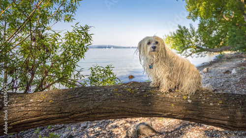 Kleiner Hund am Bodensee