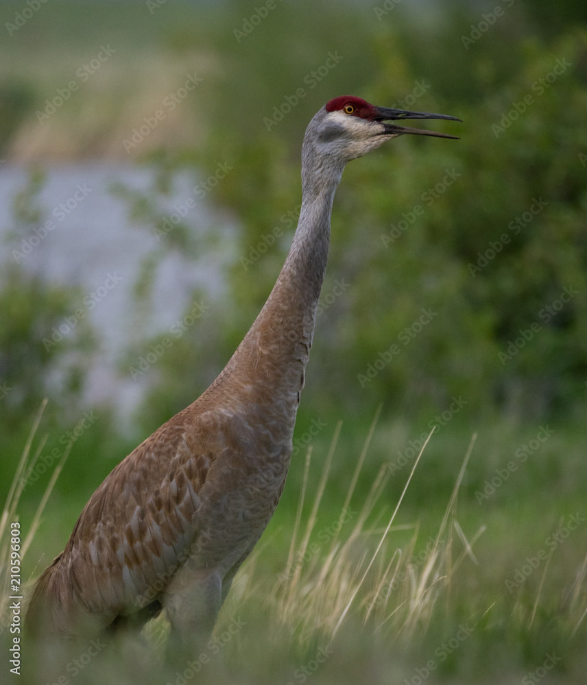 Close Up of a Calling Sandhill Crane standing in tall grass with a river and trees in the background. Shallow depth of field.