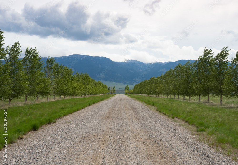 Tree Lined Gravel Road leading toward blue mountains with clouds overhead.