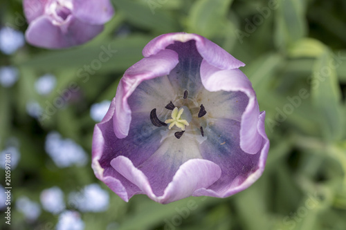 Bridge of Flowers