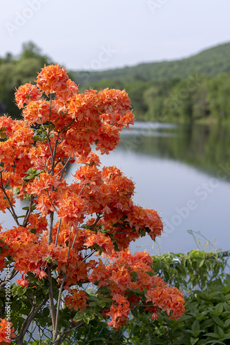 Bridge of Flowers