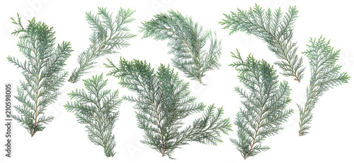 fresh green isolated conifer leaves on white  can be used as template for decoration  background