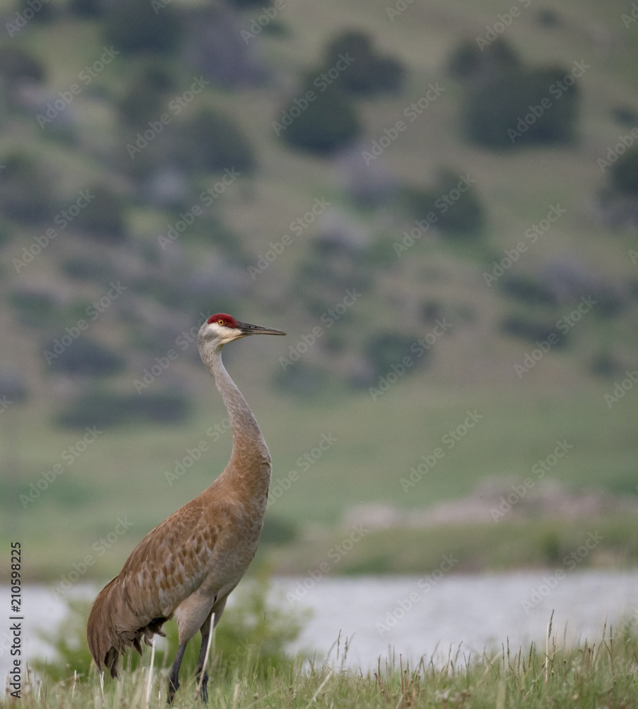 Sandhill Crane with tan and gray feathers on its body and red and ivory feathers on its head standing in profile facing right.