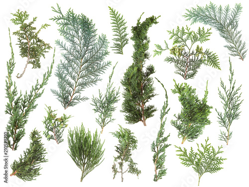 different kinds of fresh green isolated conifer leaves, fir branches on white, can be used as template for decoration, background