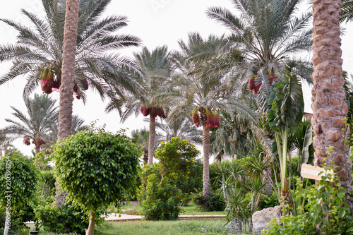 Palm trees near the sea, Egypt