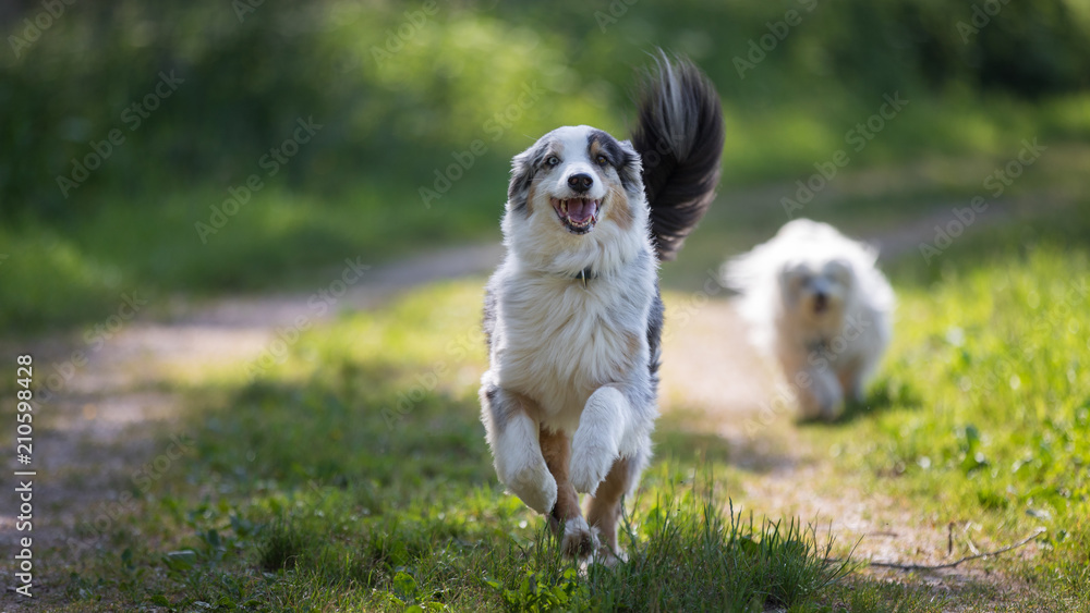 Fröhlicher Australian Shepherd